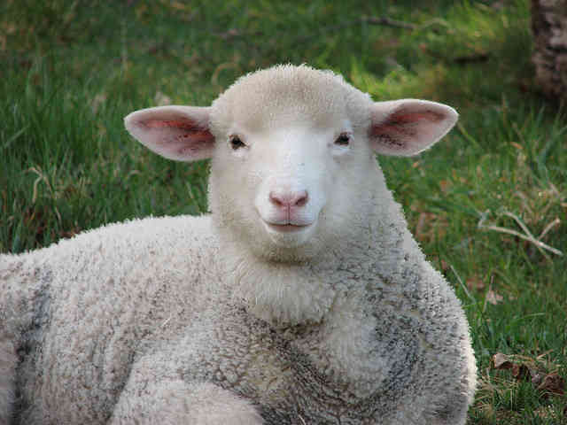 Sheep-Wool