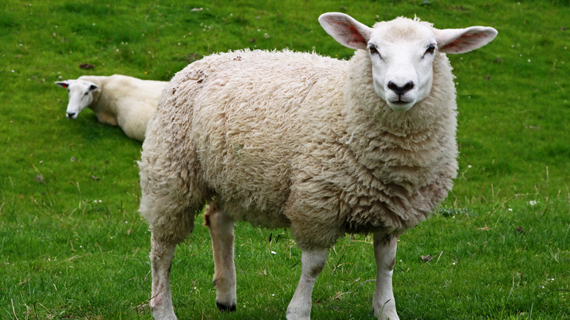 sheep-white-offal